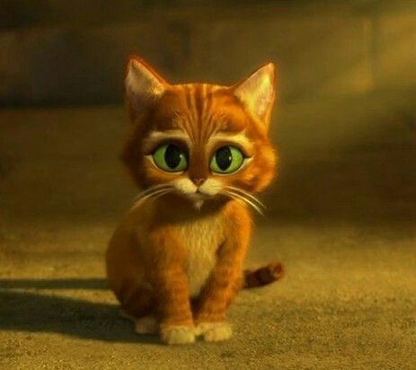 LE CHAT POTTE